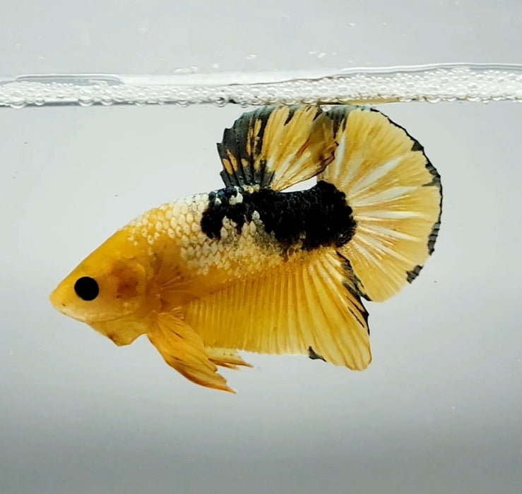 Yellow Fancy Male Betta Fish YF-1367