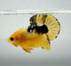 Yellow Fancy Male Betta Fish YF-1367