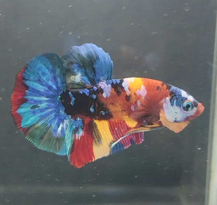 Galaxy Koi Betta Fish Male GK-1629