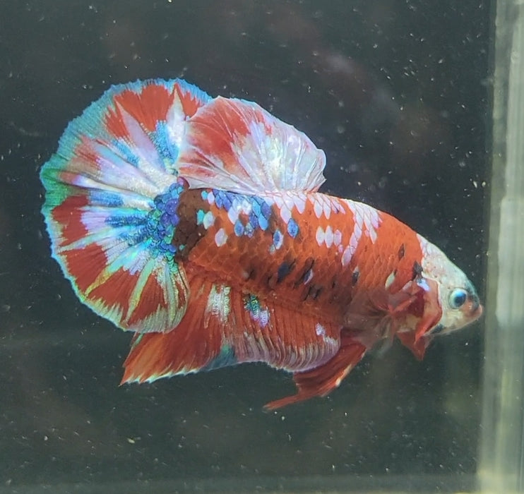 Red Galaxy Koi Betta Fish Male RG-1634