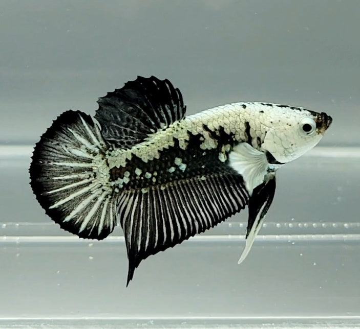 Black Mamba Betta Fish Male  BM-1502