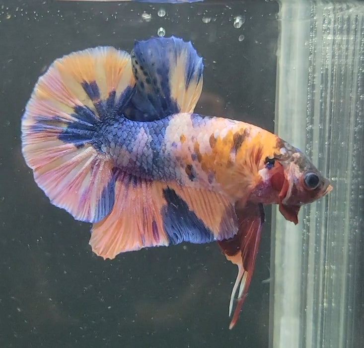 Galaxy Koi Betta Fish Male GK-1611