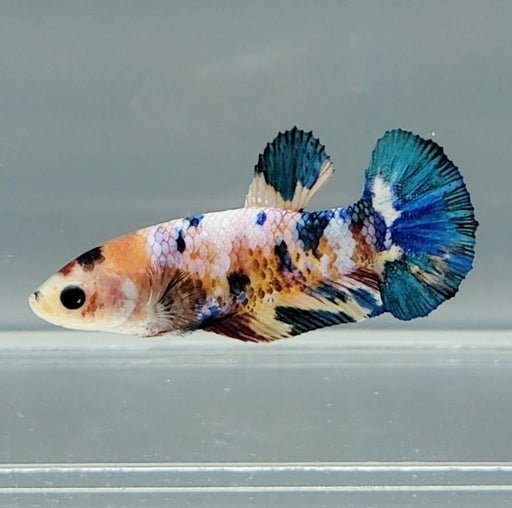 Galaxy Koi Betta Fish Female GK-1494