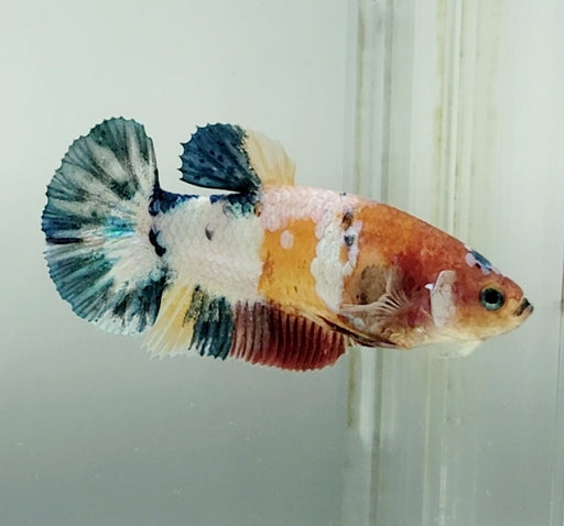 Galaxy Koi Betta Fish Female GK-1529