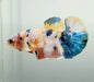 Galaxy Koi Female Btta Fish GK-1563