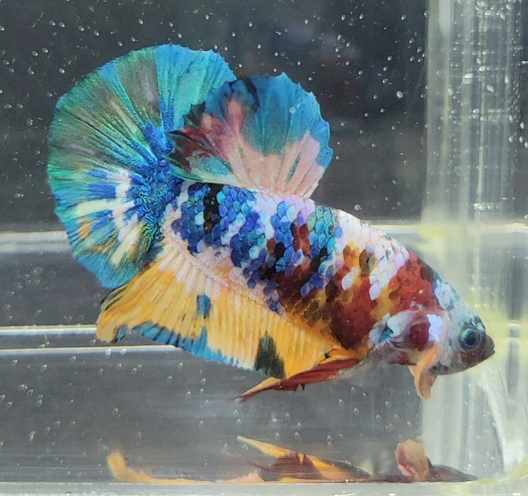 Galaxy Koi Betta Fish Male GK-1622