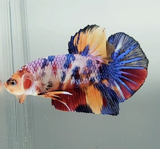 Giant Galaxy Koi Betta Fish Male GB-1537