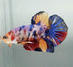 Giant Galaxy Koi Betta Fish Male GB-1537