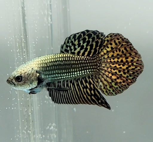 Copper Alien Betta Fish CA-1473