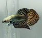 Copper Alien Betta Fish CA-1473