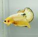Yellow Fancy Male Betta Fish YF-1335