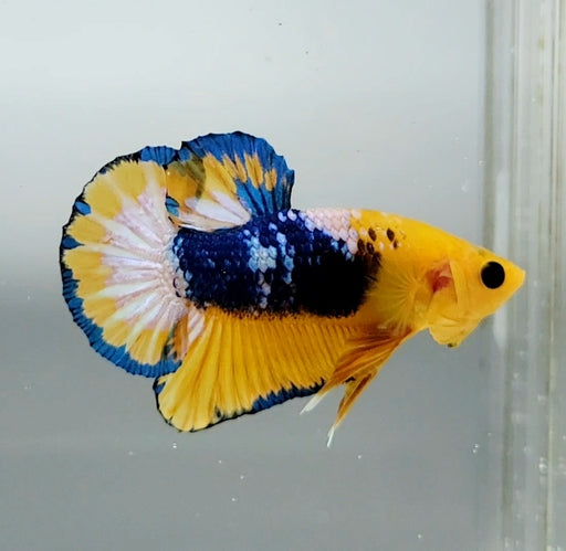 Yellow Fancy Male Betta Fish YF-1365