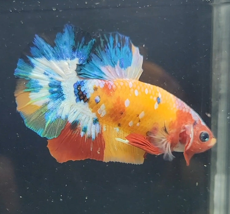 Galaxy Koi Betta Fish Male GK-1638