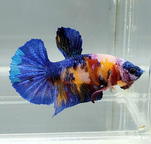 Galaxy Koi Male Betta Fish GK-1452