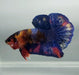 Galaxy Koi Male Betta Fish GK-1395