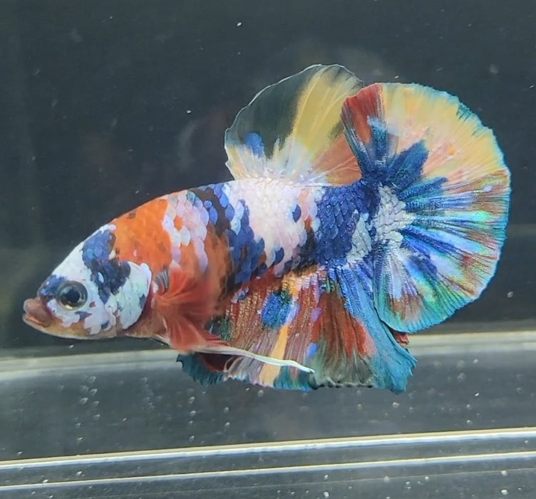 Galaxy Koi Betta Fish Male GK-1635