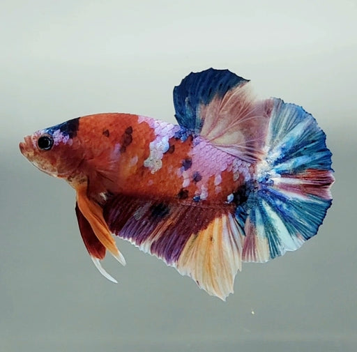 Galaxy Koi Betta Fish Male  GK-1516