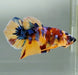Galaxy Koi Male Betta Fish GK-1451