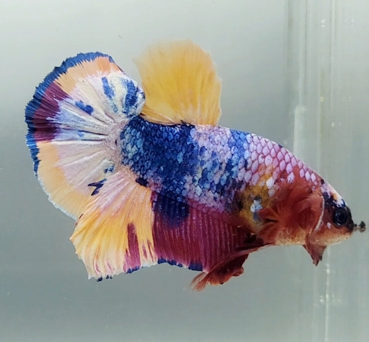 Galaxy Koi Male Betta Fish GK-1580