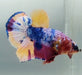 Galaxy Koi Male Betta Fish GK-1580