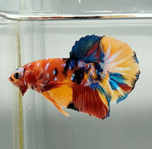 Galaxy Koi Female Betta Fish GK-1449