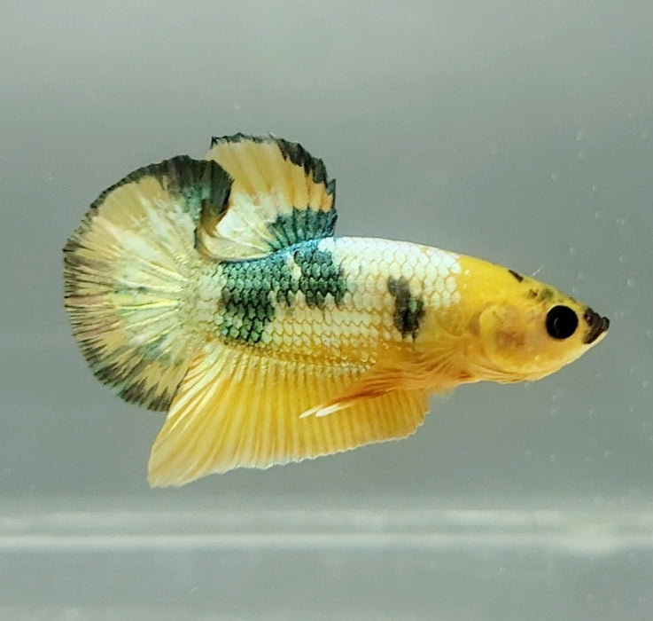 Yellow Fancy Male Betta Fish YF-1329