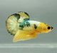 Yellow Fancy Male Betta Fish YF-1329