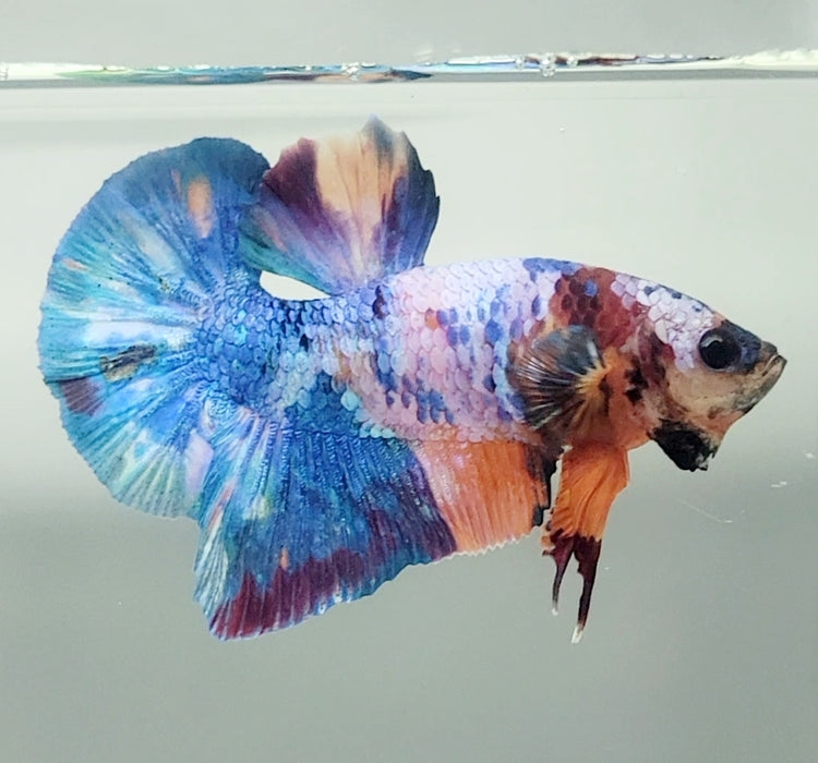 Galaxy Koi Male Betta Fish GK-1581