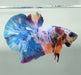 Galaxy Koi Male Betta Fish GK-1581