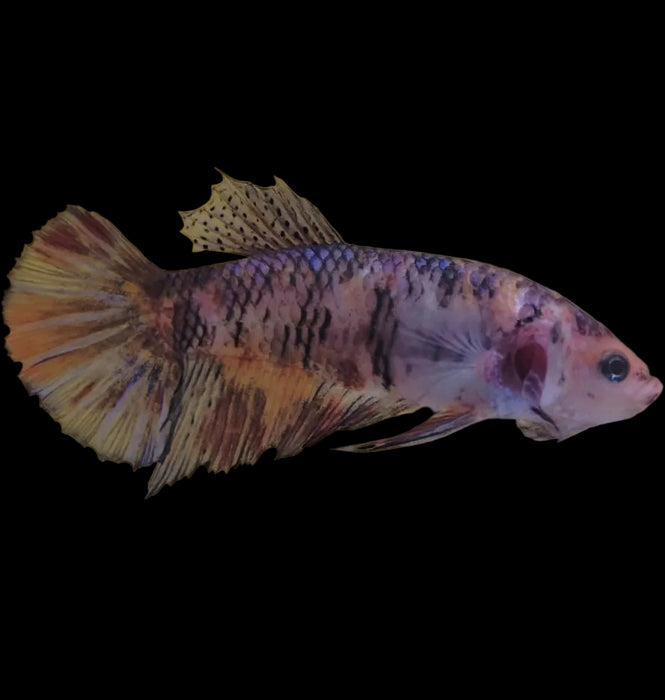 Giant Galaxy Koi Betta Fish Female GK-1755