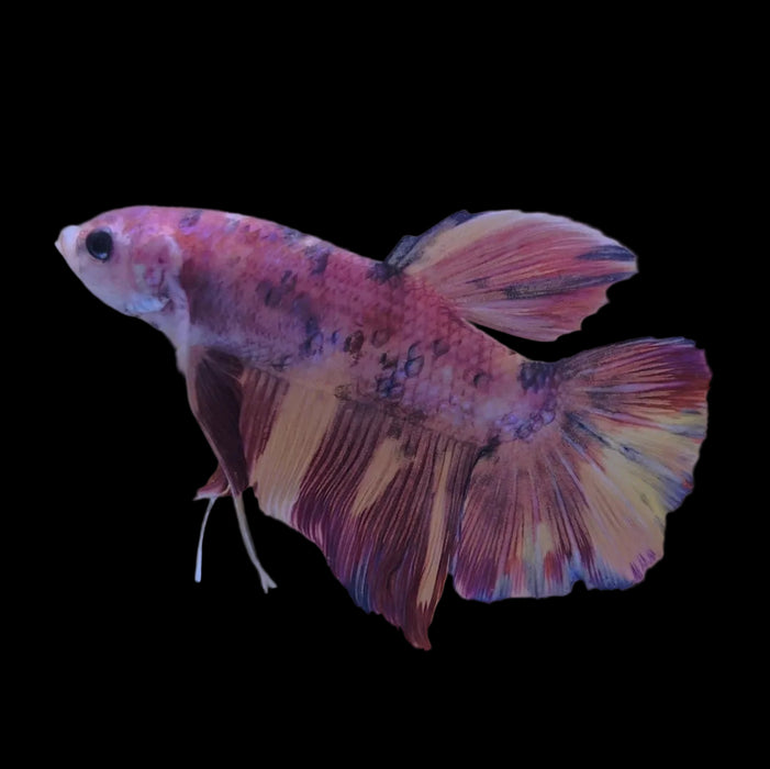 Giant Galaxy Koi Betta Fish Male GK-1752