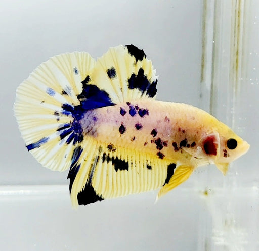 Giant Galaxy Koi Male Betta Fish GK-1458