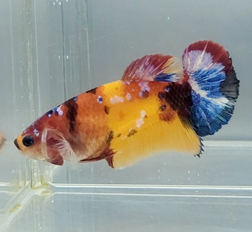 Galaxy Koi Female Betta Fish GK-1577