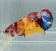 Galaxy Koi Female Betta Fish GK-1577