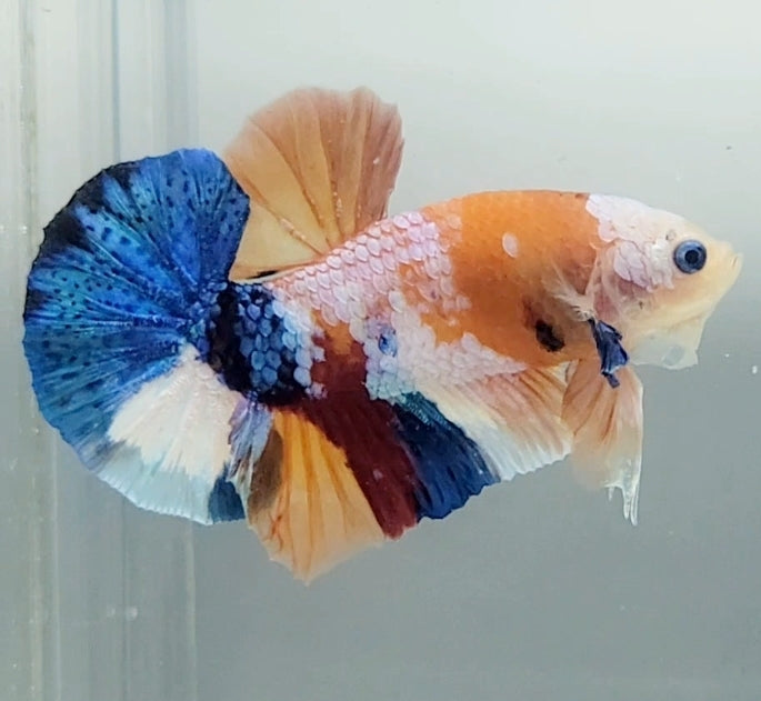 Galaxy Koi Male Betta Fish GK-1578