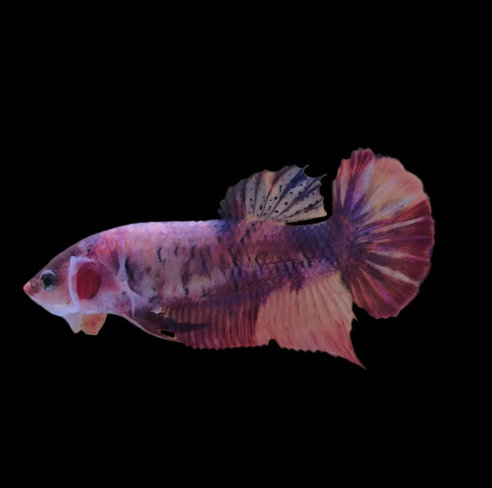 Giant Galaxy Koi Betta Fish Female GK-1751