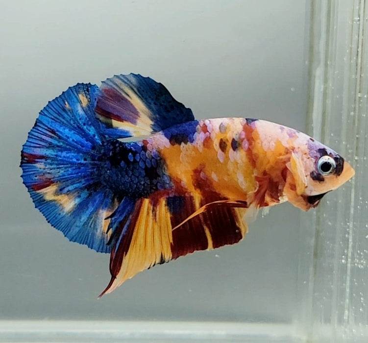 Galaxy Koi Male Betta Fish GK-1414