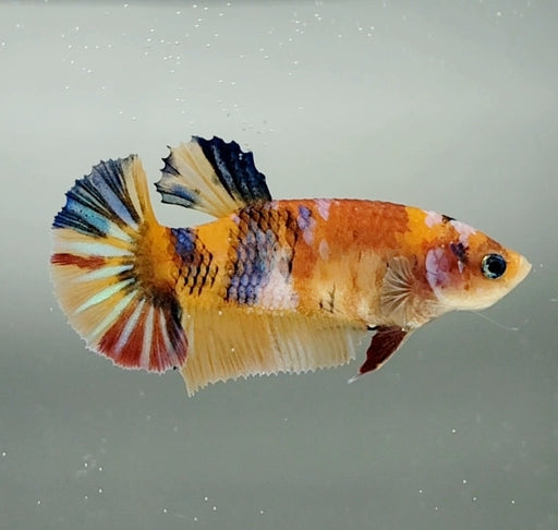 Galaxy Koi Female Betta Fish GK-1443
