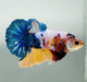 Galaxy Koi Betta Fish Male  GK-1517