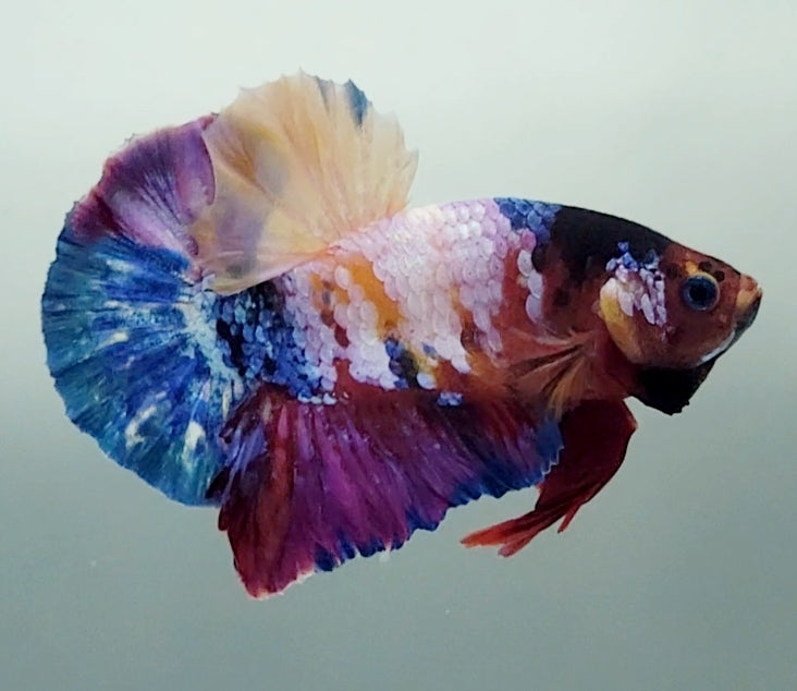 Galaxy Koi Male Betta Fish GK-1570