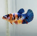 Galaxy Koi Female Betta Fish GK-1393