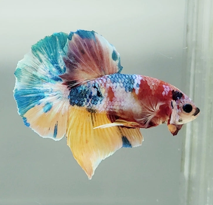 Galaxy Koi Betta Fish Male  GK-1512