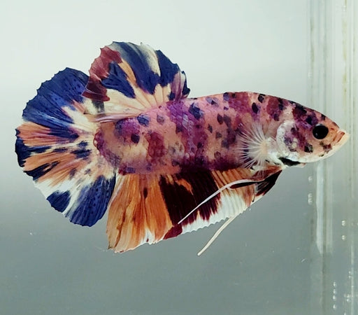 Giant Galaxy Koi Betta Fish Male GB-1551