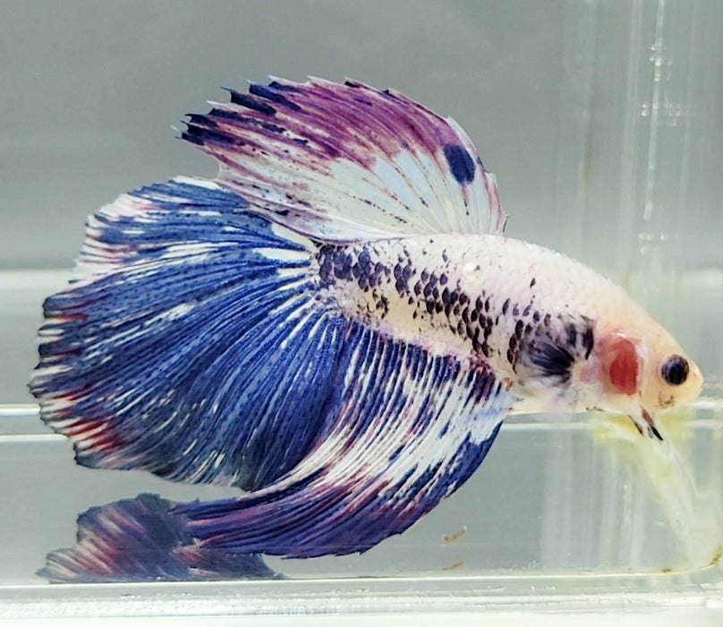 Galaxy Koi Halfmoon Betta Fish HM-1603