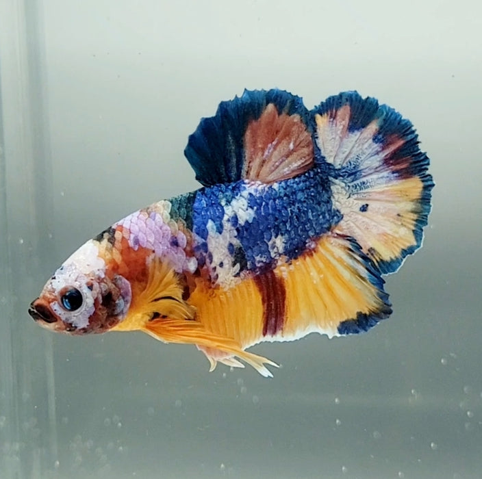 Galaxy Koi Betta Fish Male GK-1486