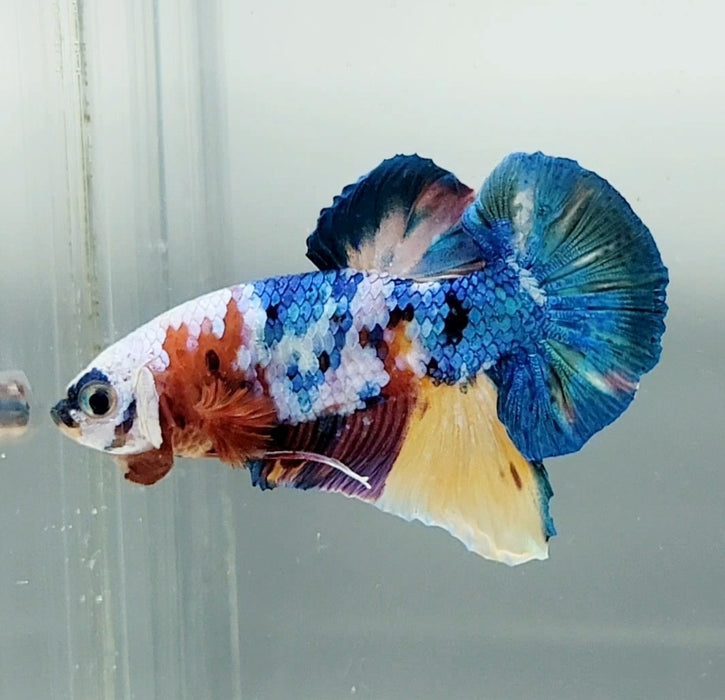 Galaxy Koi Betta Fish Male GK-1489