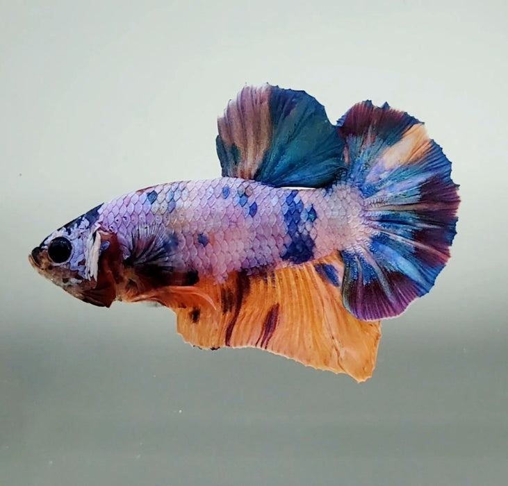 Galaxy Koi Male Betta Fish GK-1402