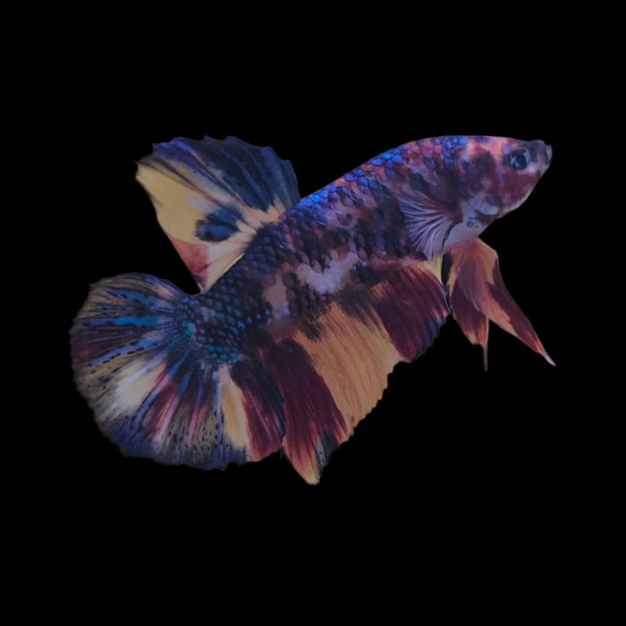 Giant Galaxy Koi Betta Fish Male GK-1748