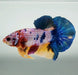 Galaxy Koi Female Betta Fish GK-1401