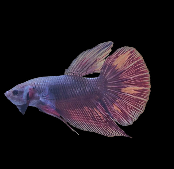 Giant Galaxy Koi Betta Fish Male GK-1746